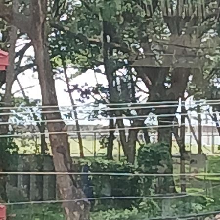 Kochi Annies Inn Homestay المظهر الخارجي الصورة